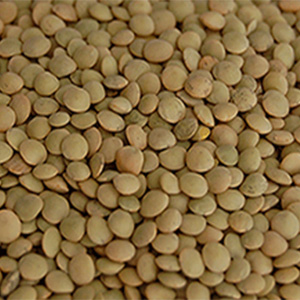 Eston Lentils